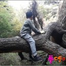 자연과숲 이미지