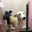 행복한강아지 이미지