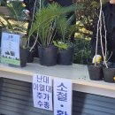 남원읍사무소 | 식목일 삼매봉 나무 심기 현장 기록, 서귀포 나무나누어주기 무료 분양 꿀팁