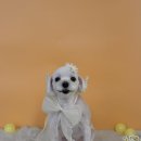 그루아미 이미지