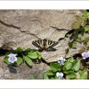 지니 나비 이미지