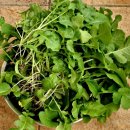 다라니농장 | 베란다에서 키운 열무로 김치 담그기