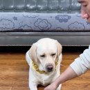 알았당개 이미지