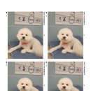 몽이애견 이미지