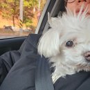 낭만그루밍 이미지