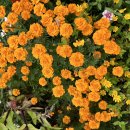 메리골드 이미지