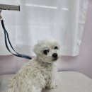 이쁜멍멍 이미지