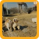 강아지 보호센터 이미지