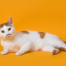 나만없어고양이 이미지