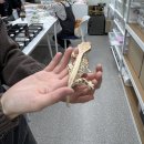 씨티라이프 | [도마뱀라이프 인천루원시티점] 릴리화이트 분양 후기