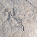 공룡화석지 이미지