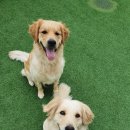 스퀘어독스 서산점 이미지