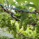 하누리 농장 이미지