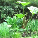 부쉬(bush) 이미지