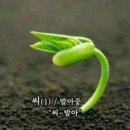 발아 이미지
