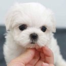 [전국분양] 미니말티즈 사랑스러운 강아지 컵속에 쏙들어가는 강아지 분양도와드립니다 이미지