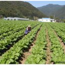 강원도 고냉지 맛있는 절임배추 김장무우 쌈배추 주문 받아요. 이미지