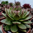 엘도라도 이미지