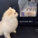 24시 카페 몽몽 | 양산 애견동반 24시 무인 카페, 강아지 수제간식이 있는ㅣ카페 몽몽