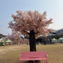 화개중학교 | [하동여행] 하동 화개장터 벚꽂축제, 개화 현황, 주차, 하동십리벚꽃길 후기