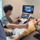 온새동물의료센터 이미지