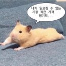 시랑회관 | 2025년 하반기 결산 (1) .. 부제: 왜 벌써 하반기..? 🍀