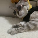 꿀벌상가 이미지