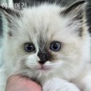 해피애견 이미지