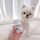 장보는강아지와고양이신미진 | 강아지췌장영양제 고민이라면? 페노비스 판크레아틴 먹이면서 느낀 점