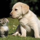 강아지랑고양이 이미지