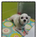 둘리애견미용샵 이미지