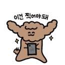 딸기애견미용실 이미지