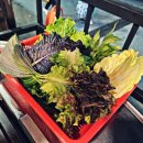 바우주먹고기(작전점) 이미지