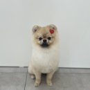멍멍컷 이미지