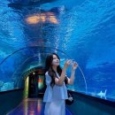 서문작은도서관 | [서울 실내 데이트] 해저터널이 하이라이트였던 코엑스 아쿠아리움 내돈내산 후기