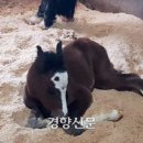전주시시설관리공단(전주승마장) 네이버블로그
