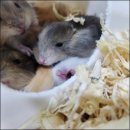 펫엔글라이더 인천점 이미지