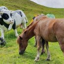 주주애견 이미지