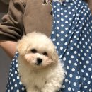 더샵 동물병원 이미지