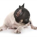 퍼스트동물병원 이미지