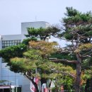 소나무병원 | 병원 / 고대 구로병원 사옥 조경 관리 / 고대 구로병원 소나무 치료 후기 / 소나무 수간 주사...