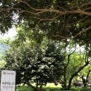 매암다원문화박물관 네이버블로그