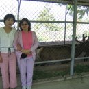 경보사슴 이미지