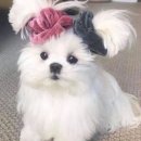 자카르타 일지 #12 _대중없는 생활