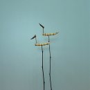 구름속의산책 이미지