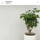 해피트리 이미지