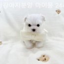 부산강아지분양 마이뭉 24시 이미지