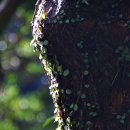 제주조각공원 이미지