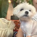 휴양을 위한집 | 인천 석남동 석남역 근처 애견동반 휴양지 감성 카페 카페휴양 후기