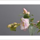 바람의속삭임 이미지